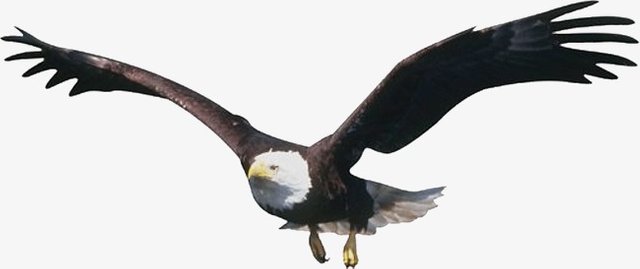 5627042-bald-eagle-png-free-download-best-bald-eagle-png-on-clipartmagcom-eagle-fly-png-650_273_preview.jpg