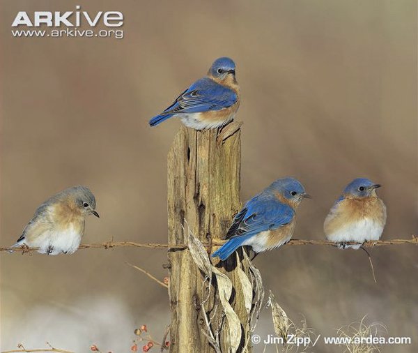 Bluebirds1 crop.jpg