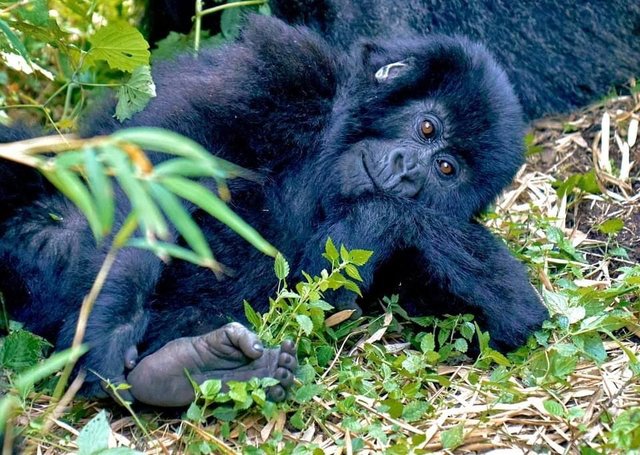 Best Key Steps for Booking Rwanda Gorilla Tours.jpg