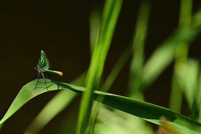 dragonfly-5298749_1280.jpg