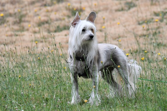 chinese-crested-g5dff1f9f7_1920.jpg