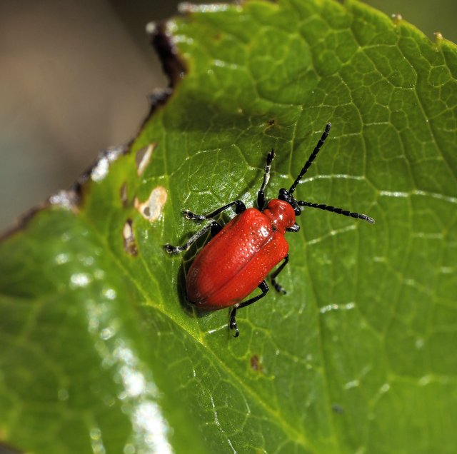 scarlet-lily-beetle-6162808_1920.jpg