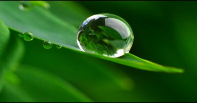 Green-leaf-water-droplet.jpg