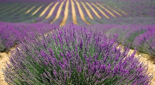 Lavanda 001.jpg