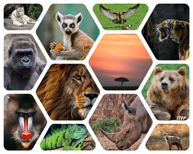 Lion Animal Photo Collage.png