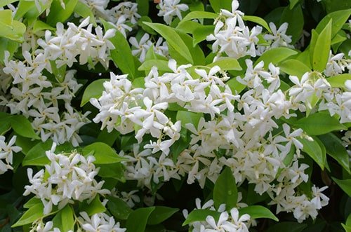 Jasmine-sm-min.jpg