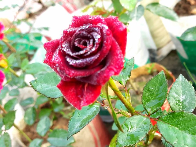 20210113_083637.jpg