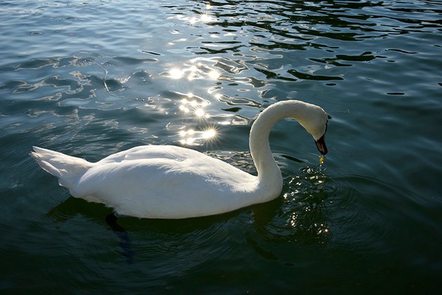 swan-2.jpg