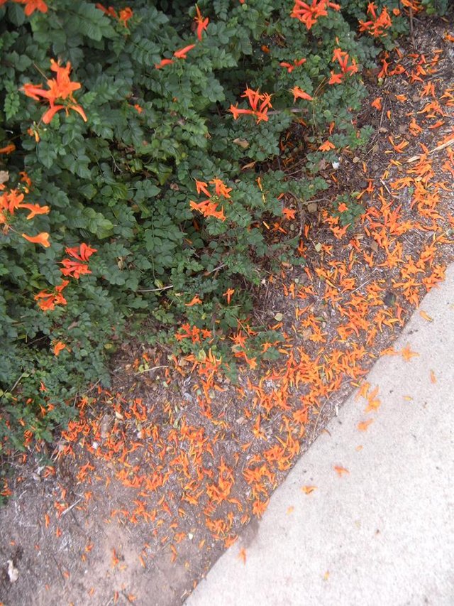 orange_flowers.jpg