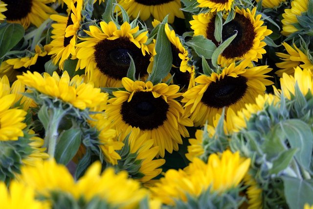 sunflowers-g14ea600fc_1280.jpg