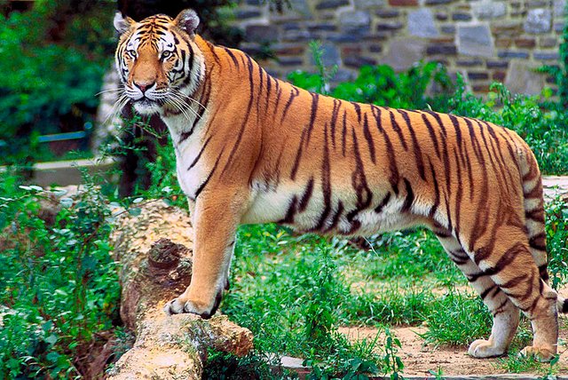 800px-Panthera_tigris_tigris.jpg