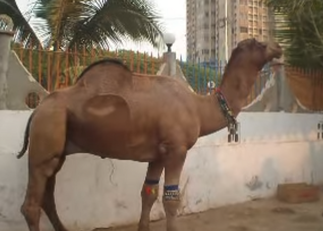 Nice camel in my city.png