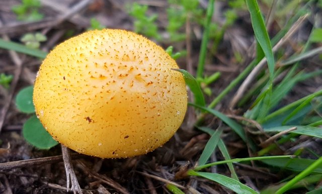 yellowmushroom.jpg