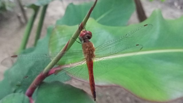 IMG20250405180737.jpg