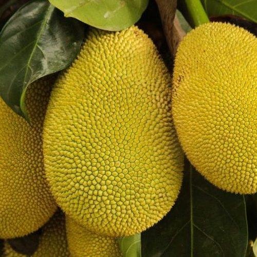 jack-fruit-500x500.jpg