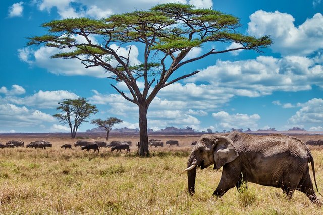 closeup-shot-cute-elephant-walking-dry-grass-wilderness_181624-25714.jpg