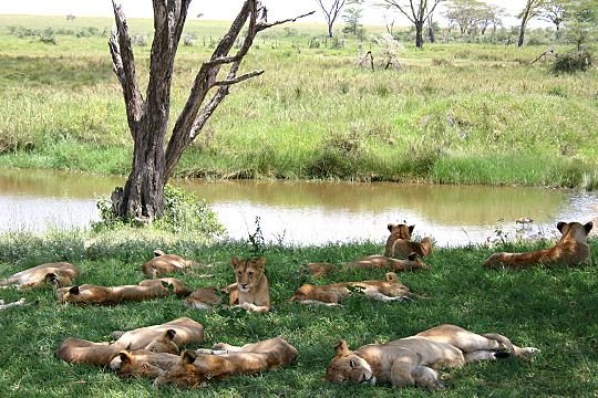 Top 7 predator experiences on Tanzania safari holiday.jpg