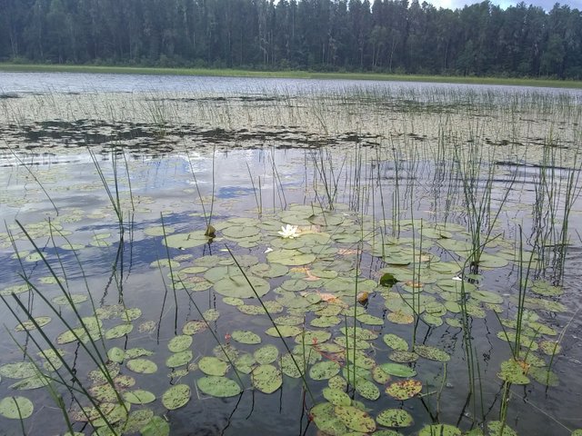 Quetico Canoe 3.jpg