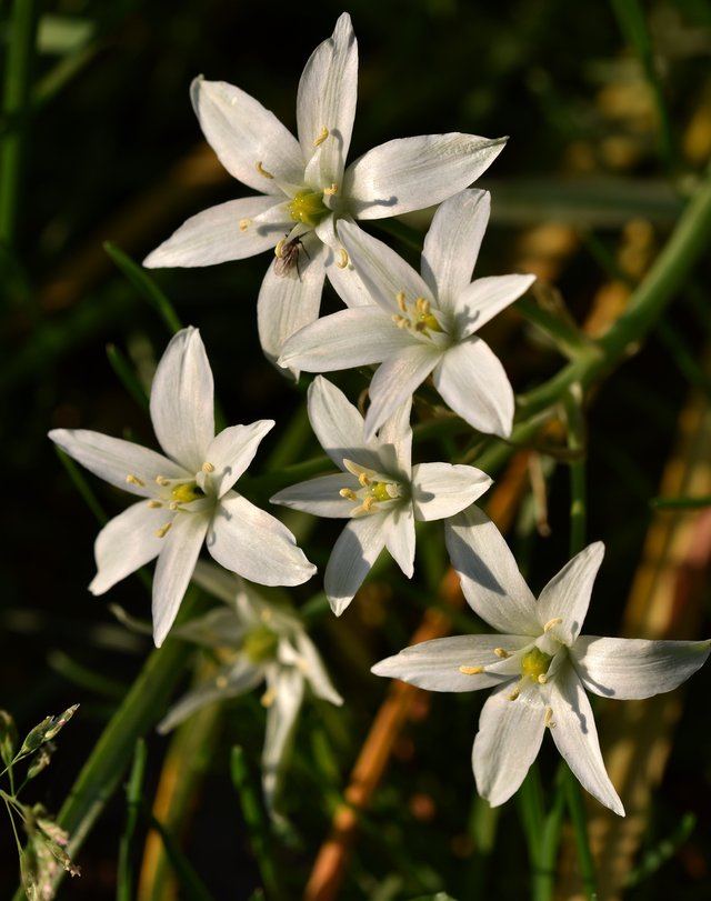 star of bethlehem white flower 1.jpg