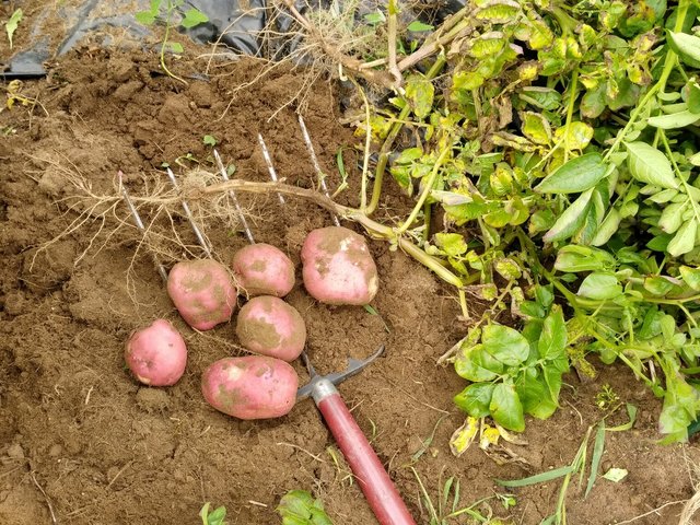 How-to-harvest-and-store-potatoes-from-your-own-home-garden..jpg