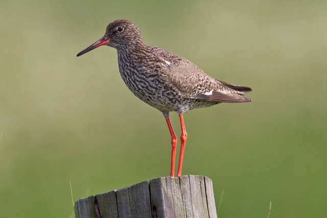 Common_Redshank_Tringa_totanus.jpg