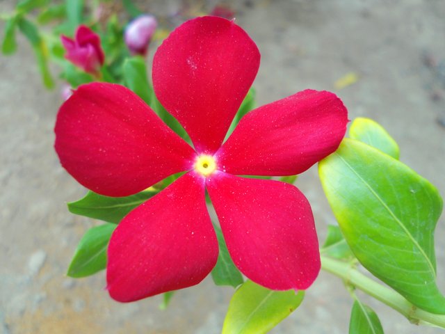 Macro Photography Red Flower Steemit