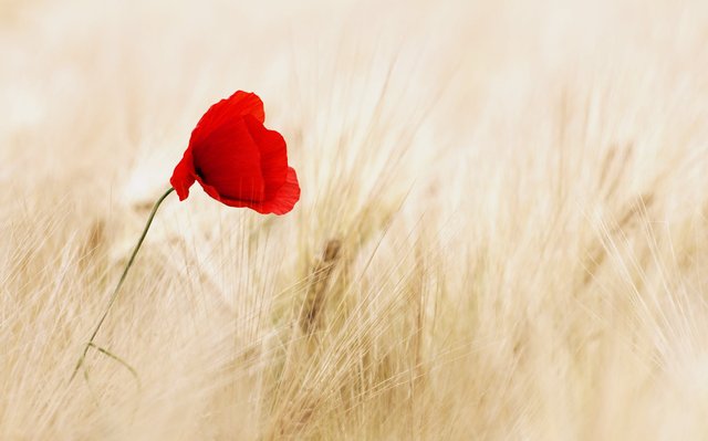 cereals-field-ripe-poppy-70741.jpeg