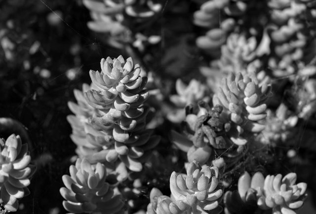 Sedum sediforme beach bw.jpg