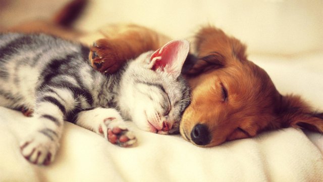 wp11108670-baby-cats-and-dogs-wallpapers.jpg