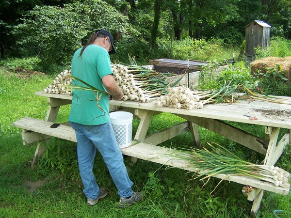 Digging garlic - David trimming roots crop July 2019.jpg