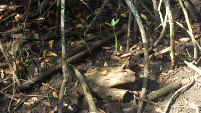 GerminatingRedMangrove.jpg