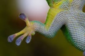 gecko feet 2.jpg