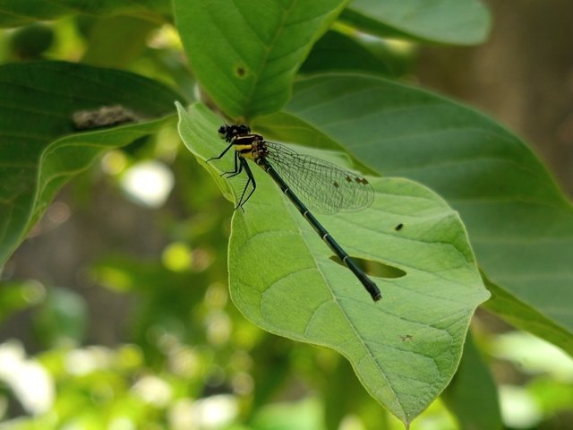 ফড়িং (5).jpg