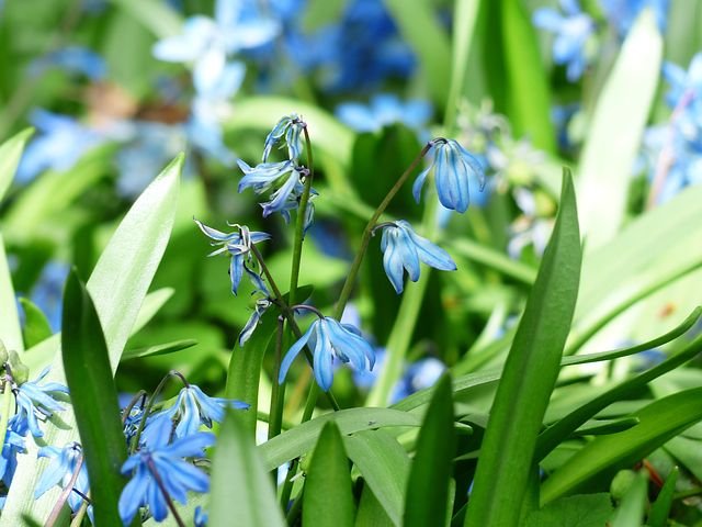 bluebell-115288__480.jpg