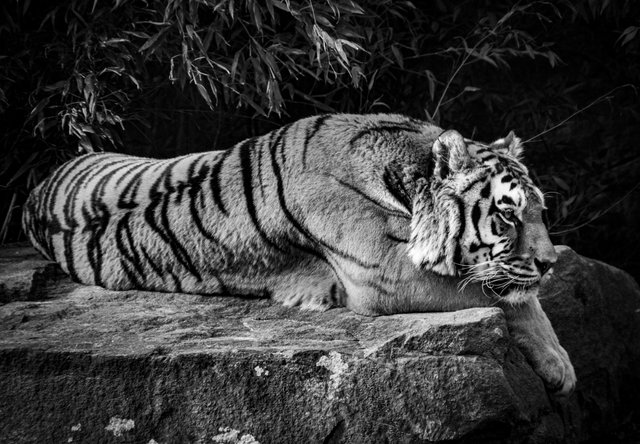 200215_Zoo_MS_030_Tiger SW.jpg