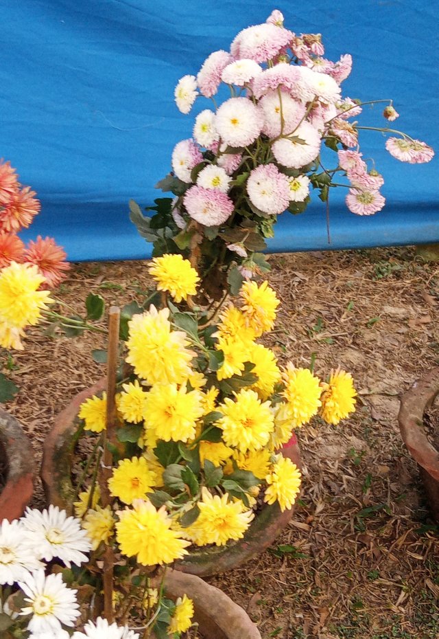 IMG_20250706_101205.jpg