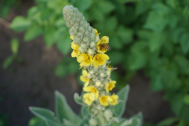 Mullein | Königskerze | Verbascum