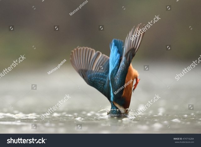stock-photo-common-kingfisher-alcedo-atthis-fishing-474716284.jpg