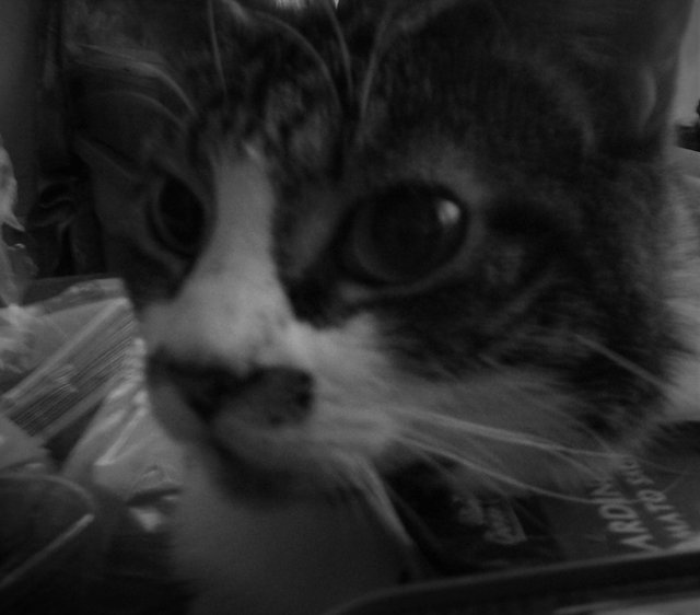 Cat Photography B&W, Toby Tuna Realisation Among Stuff, May 14 2017.jpg