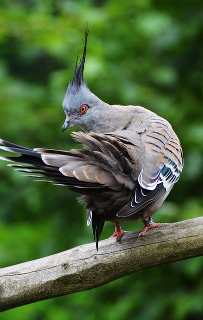 pigeon-174818_640.jpg