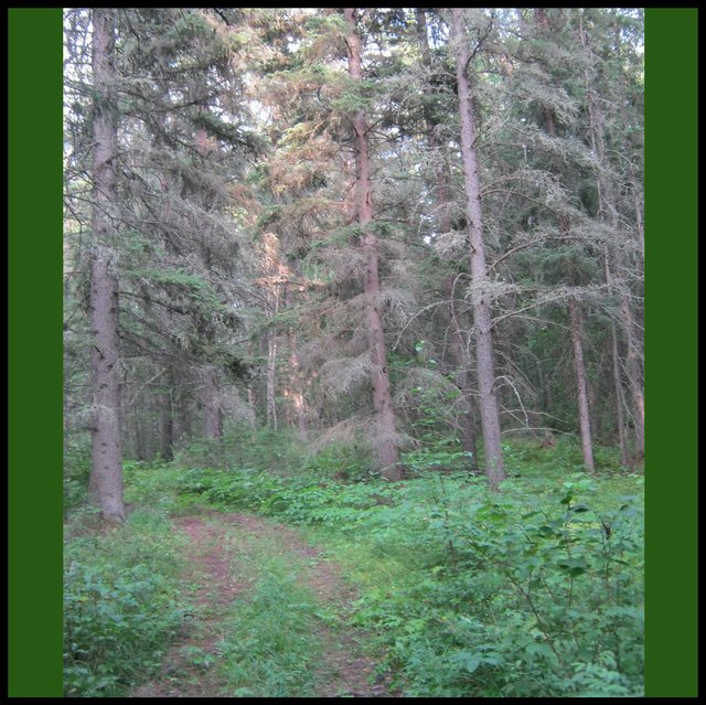 back trail through the forest.JPG