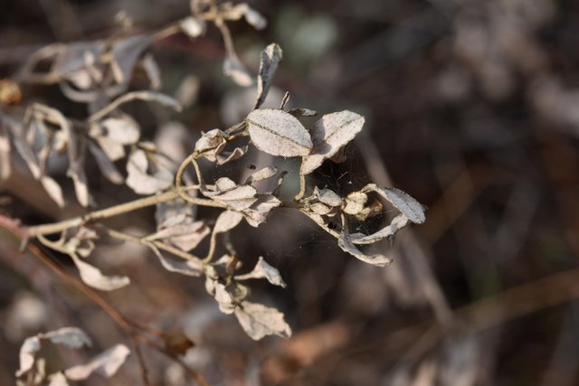 drystuff leaves spiderwebs.jpg