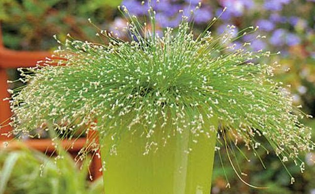 fibre-optic-grass-plant.jpg