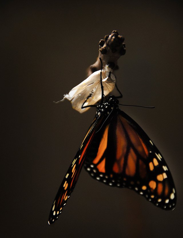 butterfly-1518060_1920.jpg