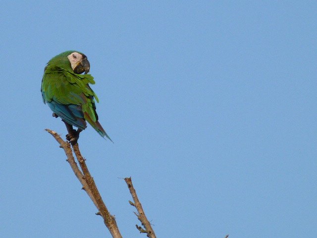 Parrot (14).JPG
