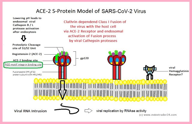20200305 Virus Membran Schema native ACE2 S Protein nCoV Model HE Rezeptor Clathrin RGD Integrin alternative mar.jpg