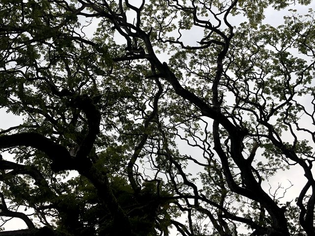 Nuga tree with dark shadows.jpg