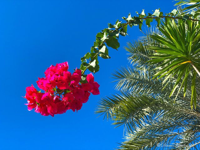 bougainvillea.jpg