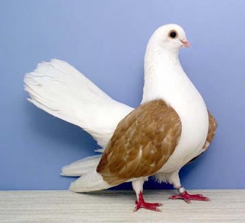 pigeon46.jpg