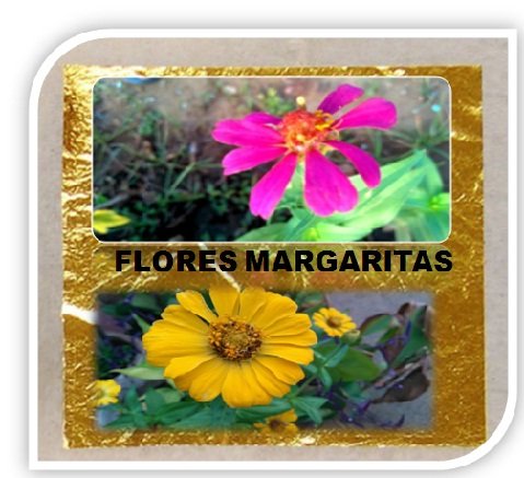 flores de MARGARITA 1.jpg